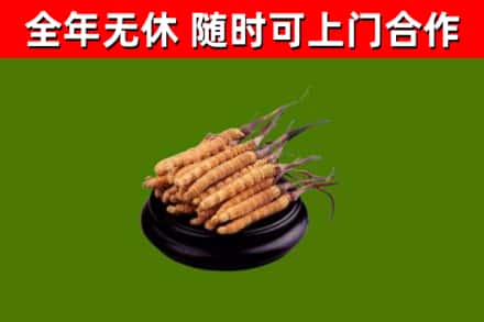 梅县烟酒回收冬虫夏草.jpg